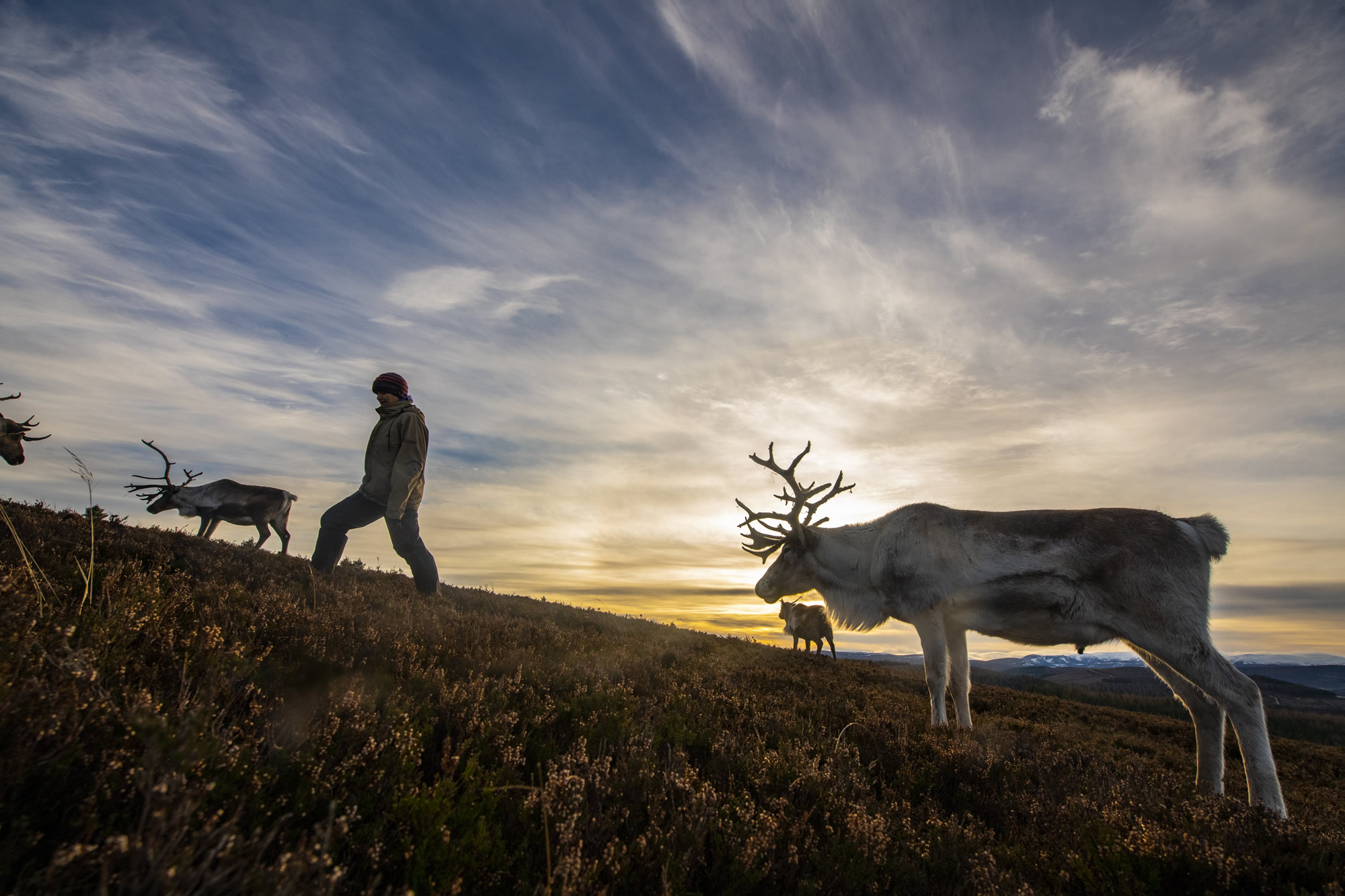 Crown Reindeer_211218_0598