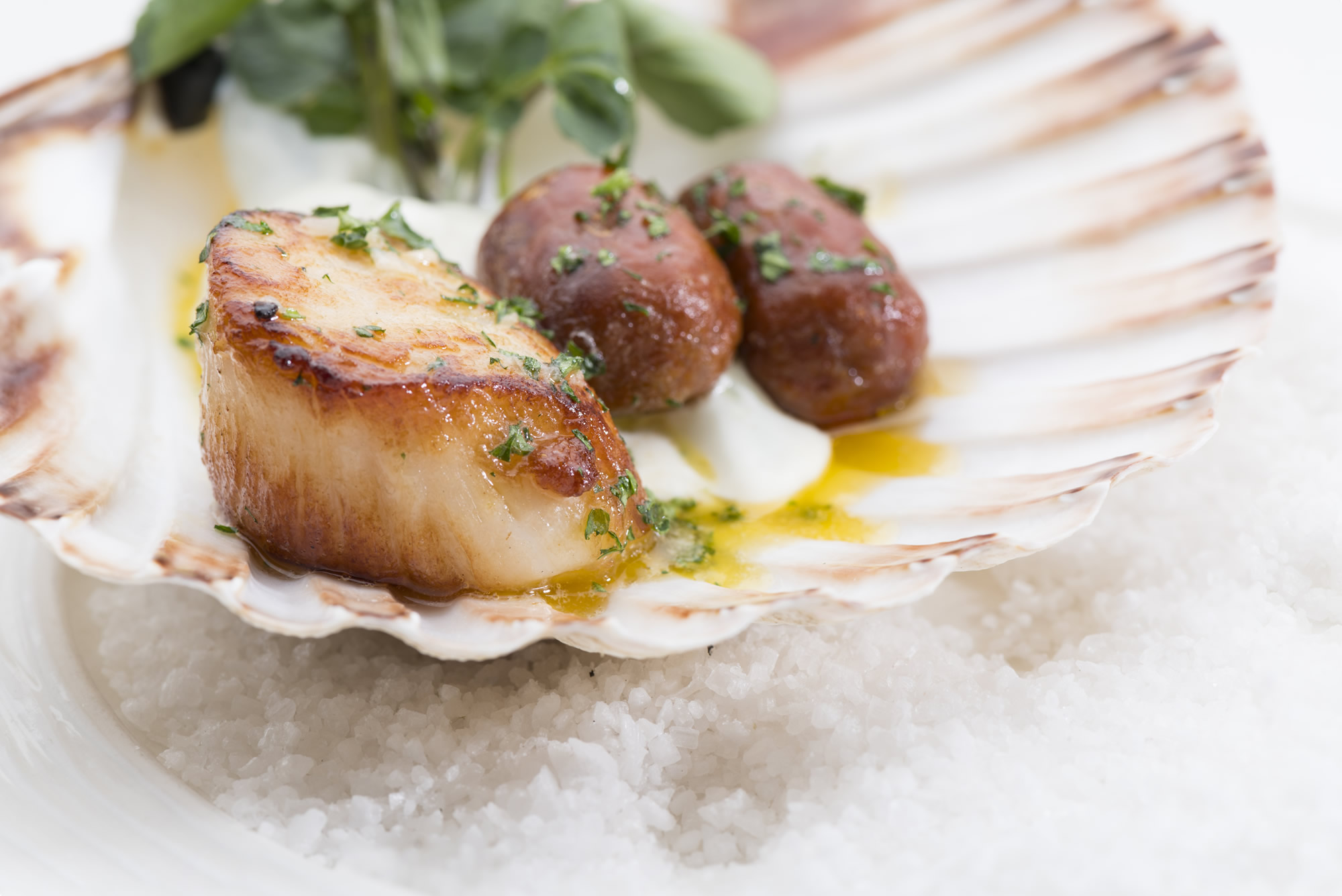 Scallops 01